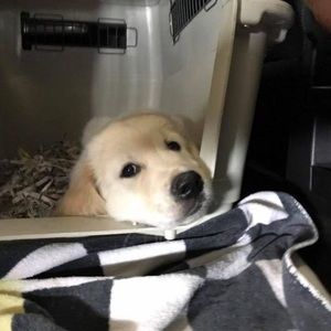 Meet your Posher, Robert